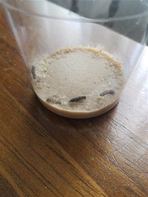 Caterpillars in a cup-Day 2 
